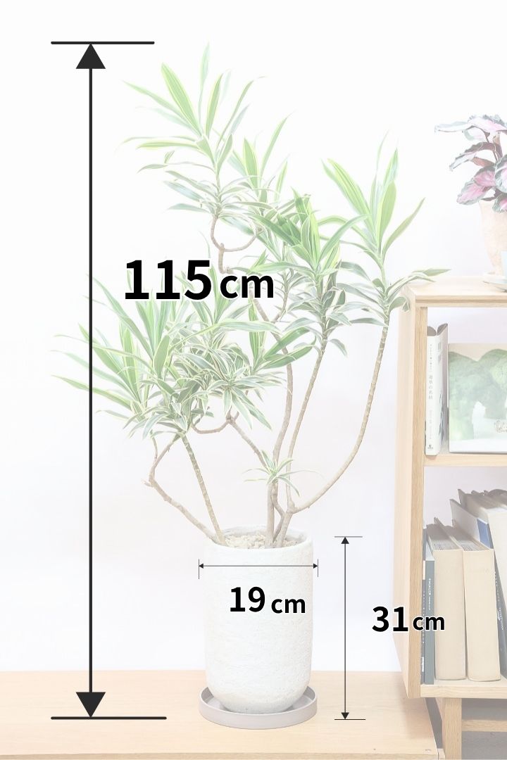 【インディア】スリムでスタイリッシュな樹形!ナチュラルな樹形なのでリビングなどのインテリアにおすすめの観葉植物です!