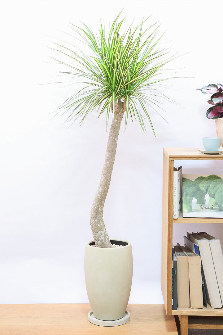 【コンシンネ マジナータ ゴールド】希少種!ゴールドのラインがとても鮮やか!おすすめです!