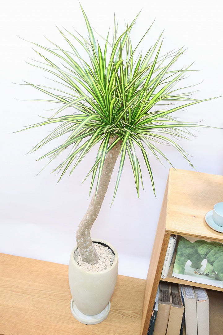 【コンシンネ マジナータ ゴールド】希少種!ゴールドのラインがとても鮮やか!おすすめです!