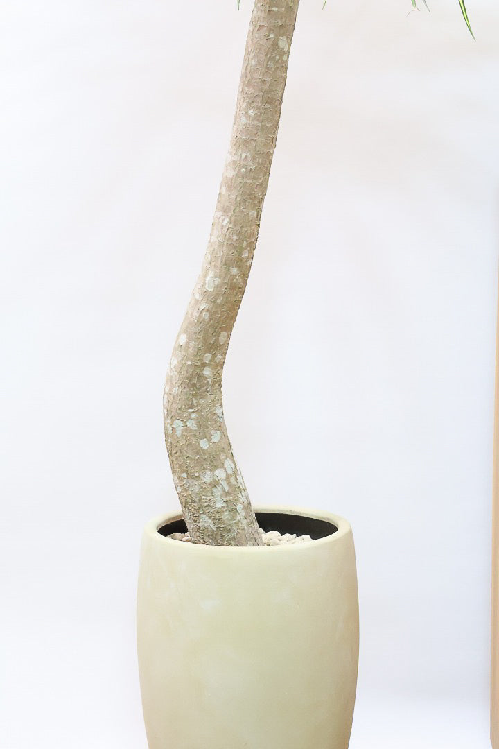 【コンシンネ マジナータ ゴールド】希少種!ゴールドのラインがとても鮮やか!おすすめです!