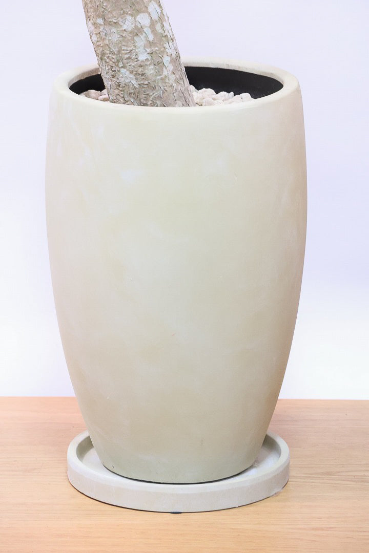 【コンシンネ マジナータ ゴールド】希少種!ゴールドのラインがとても鮮やか!おすすめです!