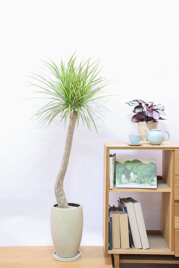 【コンシンネ マジナータ ゴールド】希少種!ゴールドのラインがとても鮮やか!おすすめです!