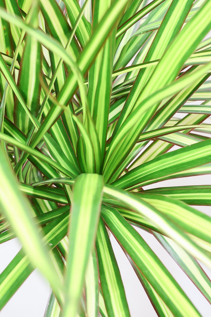 【コンシンネ マジナータ ゴールド】希少種!ゴールドのラインがとても鮮やか!おすすめです!