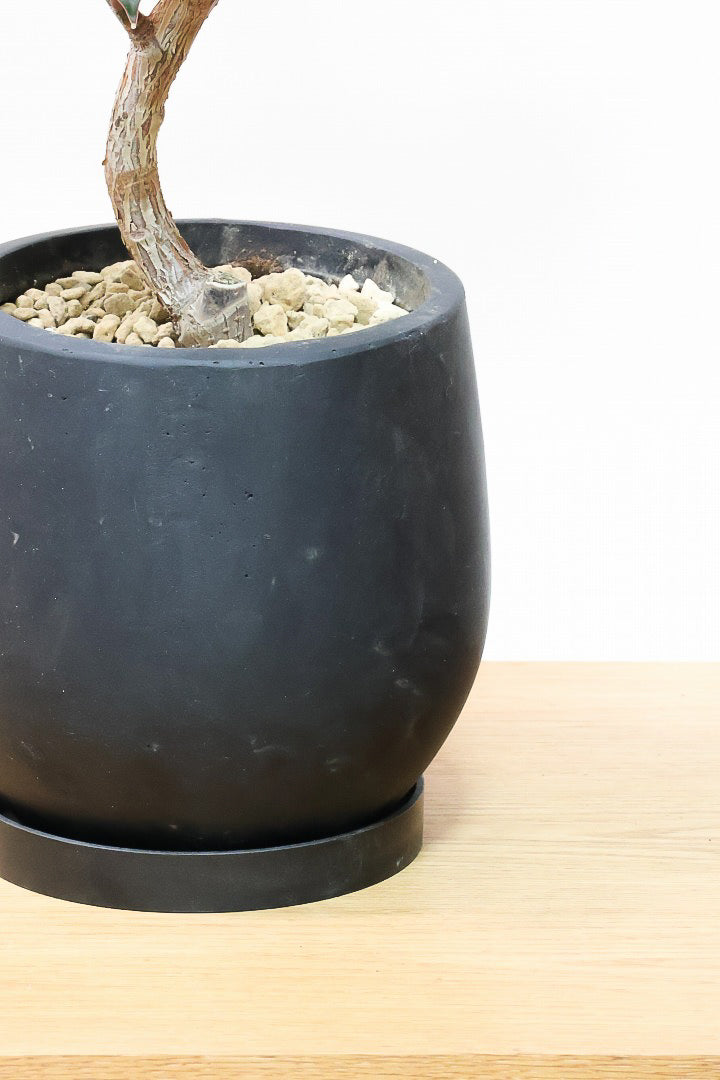 【フィカス・バーガンディ】素晴らしい植物を作る群馬県の名人生産者さんが手がけました!素晴らしい樹形です!