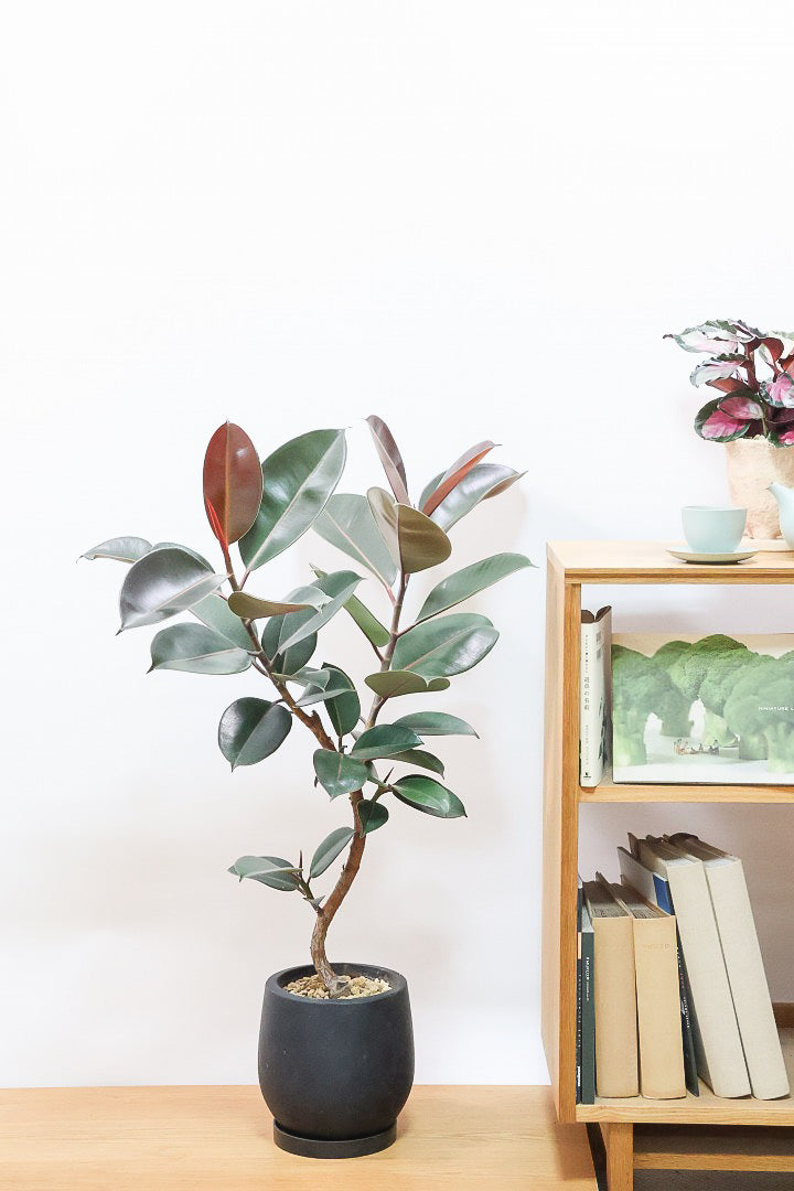 【フィカス・バーガンディ】素晴らしい植物を作る群馬県の名人生産者さんが手がけました!素晴らしい樹形です!