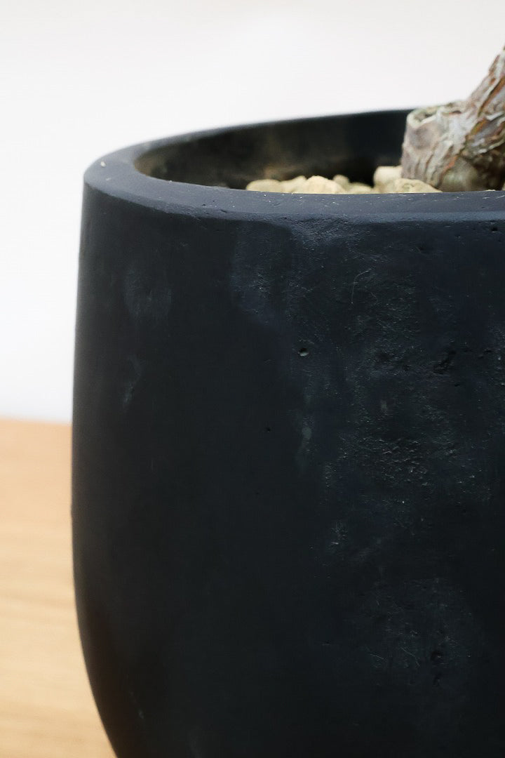 【フィカス・バーガンディ】素晴らしい植物を作る群馬県の名人生産者さんが手がけました!素晴らしい樹形です!