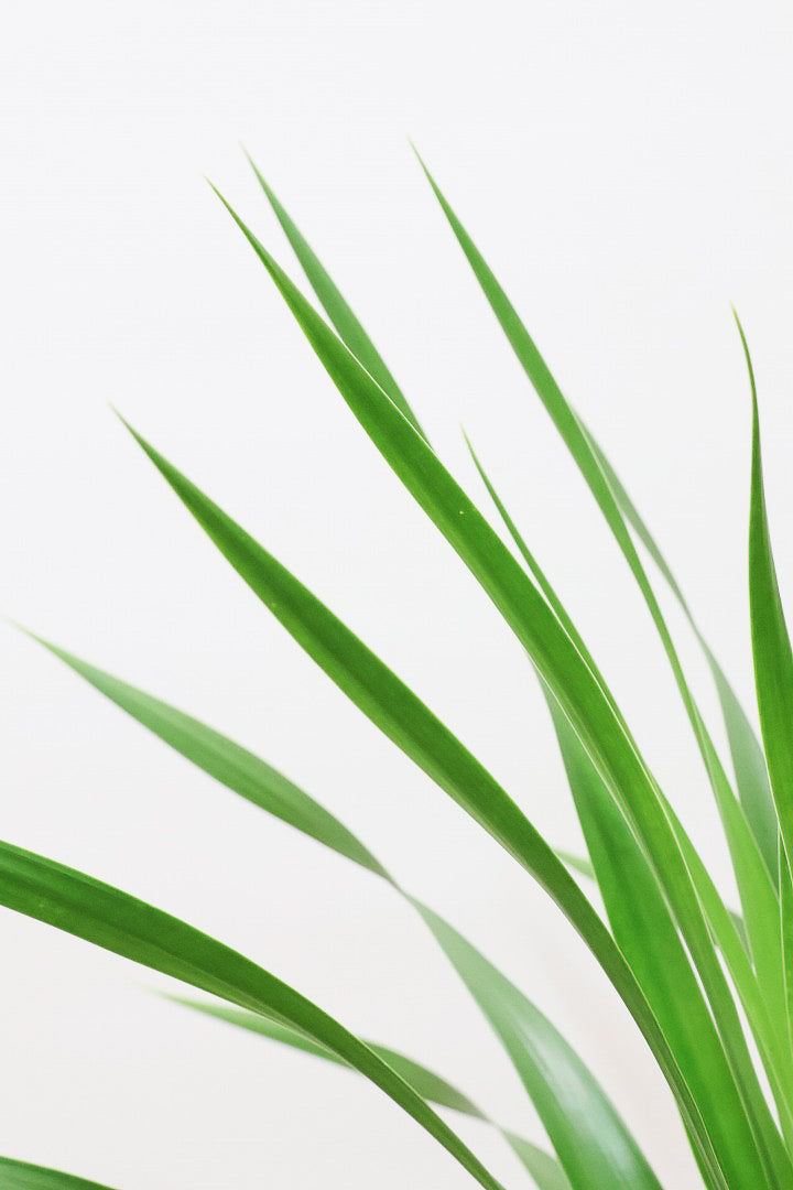 【カンボジアーナ】全体のバランスがとってもいい!シンプルな樹形とPOTのデザインがとてもイイ感じにマッチしております!