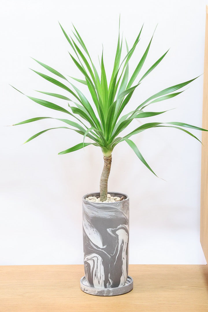 【カンボジアーナ】全体のバランスがとってもいい!シンプルな樹形とPOTのデザインがとてもイイ感じにマッチしております!