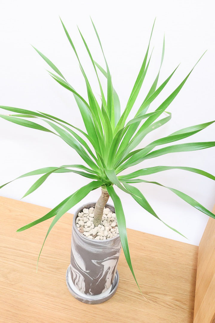 【カンボジアーナ】全体のバランスがとってもいい!シンプルな樹形とPOTのデザインがとてもイイ感じにマッチしております!