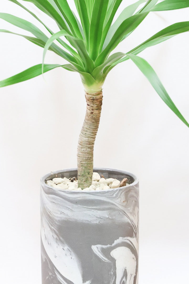 【カンボジアーナ】全体のバランスがとってもいい!シンプルな樹形とPOTのデザインがとてもイイ感じにマッチしております!