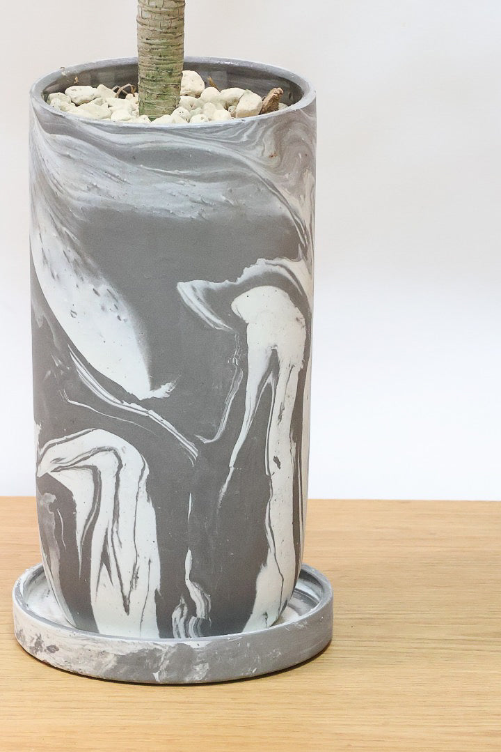 【カンボジアーナ】全体のバランスがとってもいい!シンプルな樹形とPOTのデザインがとてもイイ感じにマッチしております!