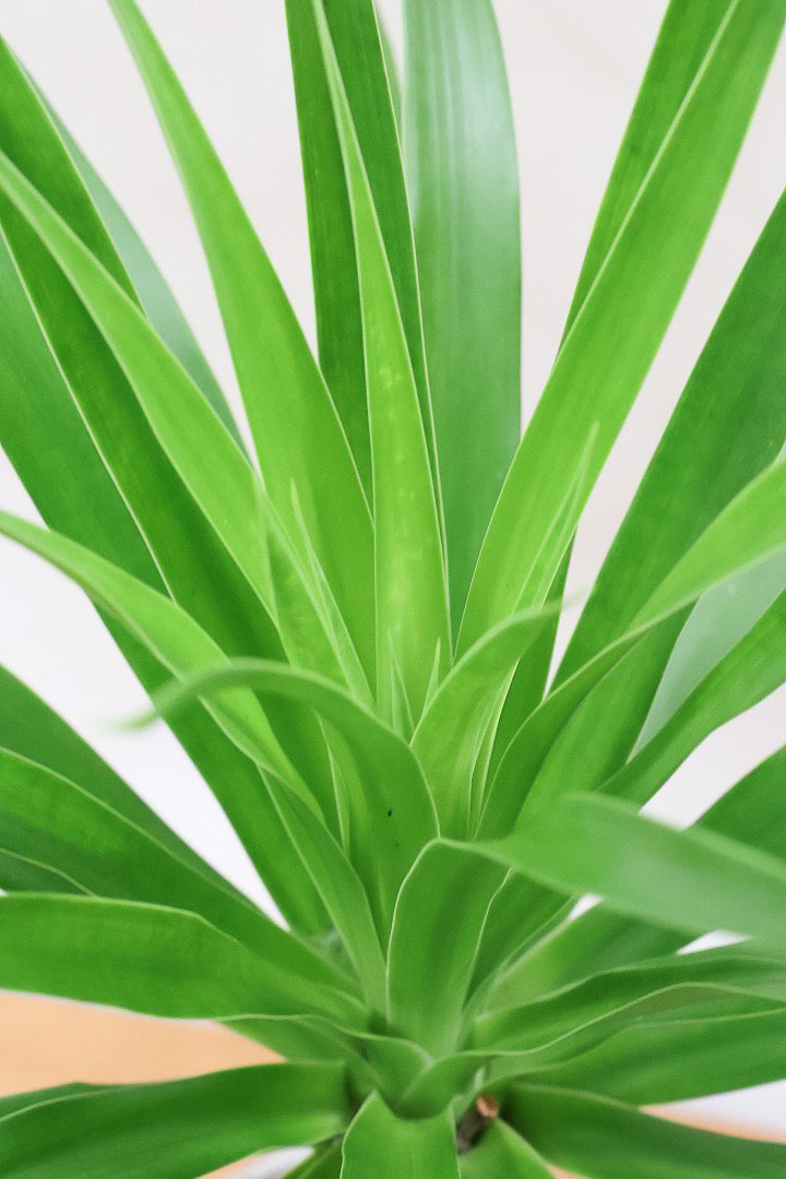 【カンボジアーナ】全体のバランスがとってもいい!シンプルな樹形とPOTのデザインがとてもイイ感じにマッチしております!