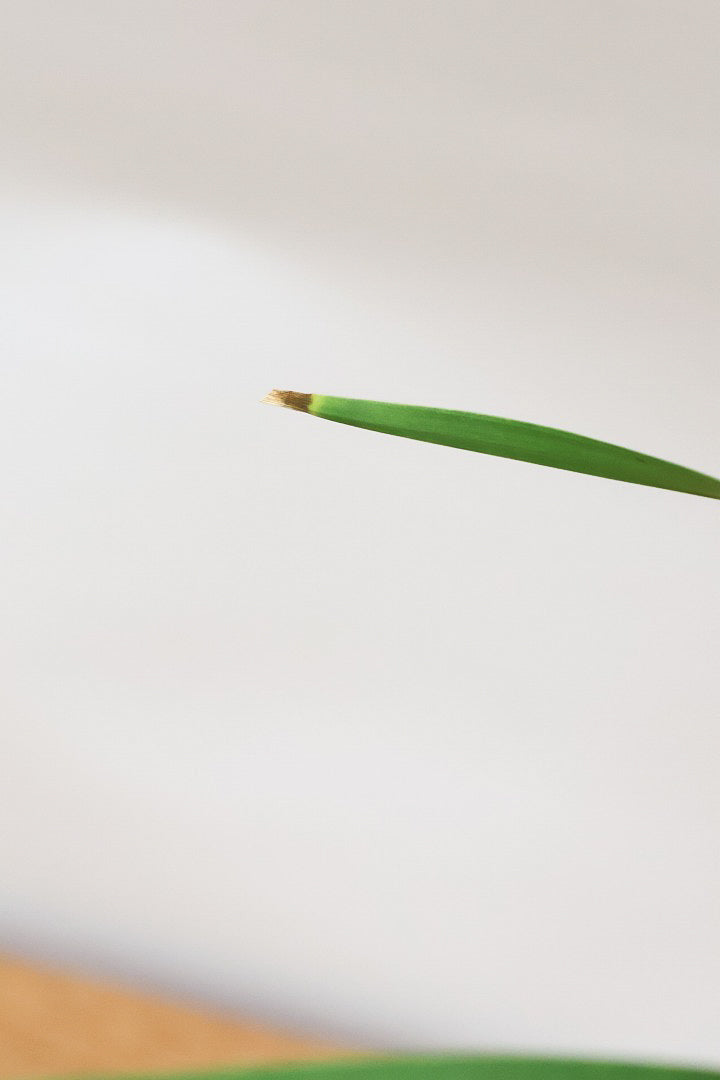 【カンボジアーナ】全体のバランスがとってもいい!シンプルな樹形とPOTのデザインがとてもイイ感じにマッチしております!