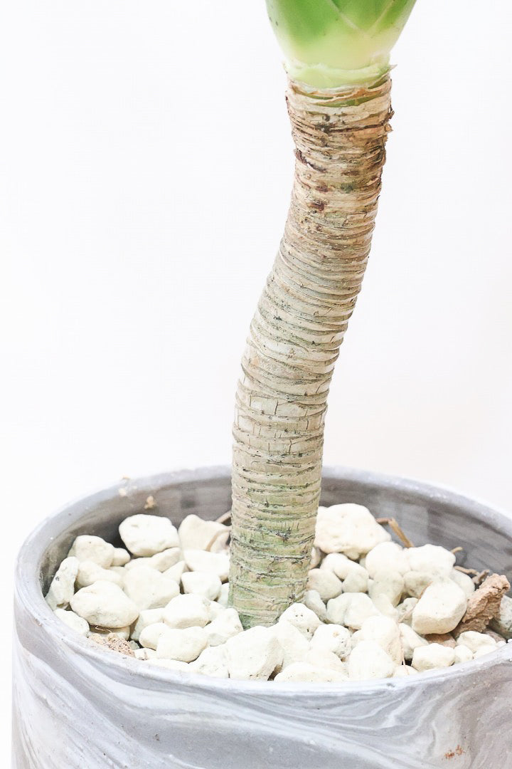 【カンボジアーナ】全体のバランスがとってもいい!シンプルな樹形とPOTのデザインがとてもイイ感じにマッチしております!