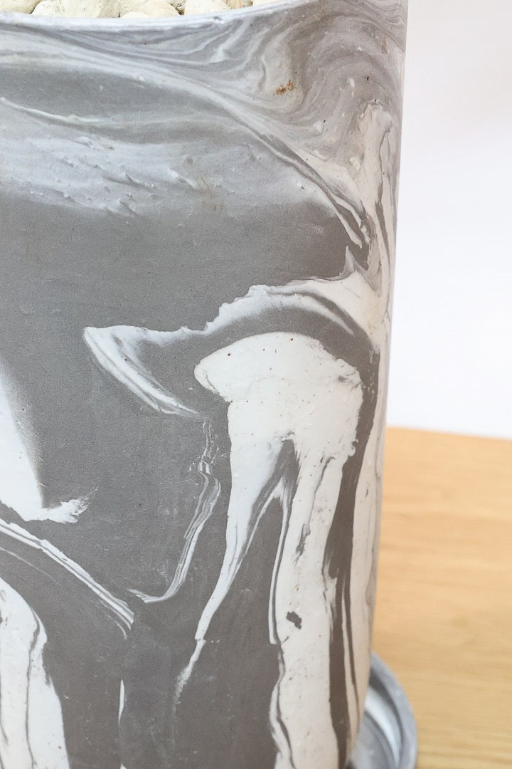 【カンボジアーナ】全体のバランスがとってもいい!シンプルな樹形とPOTのデザインがとてもイイ感じにマッチしております!