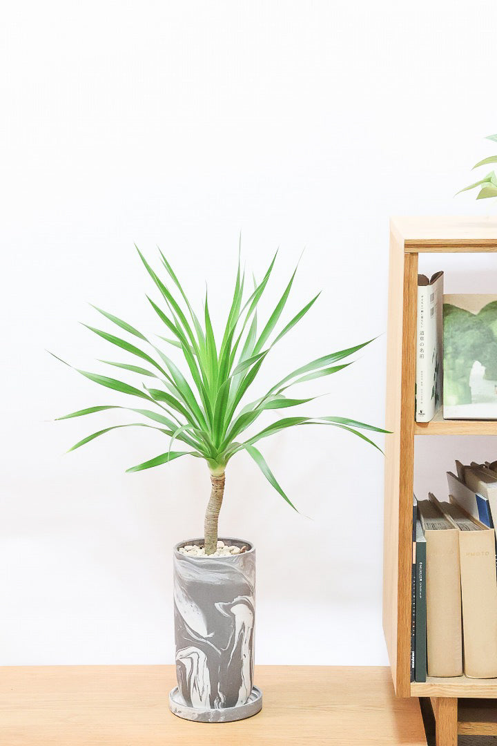 【カンボジアーナ】全体のバランスがとってもいい!シンプルな樹形とPOTのデザインがとてもイイ感じにマッチしております!