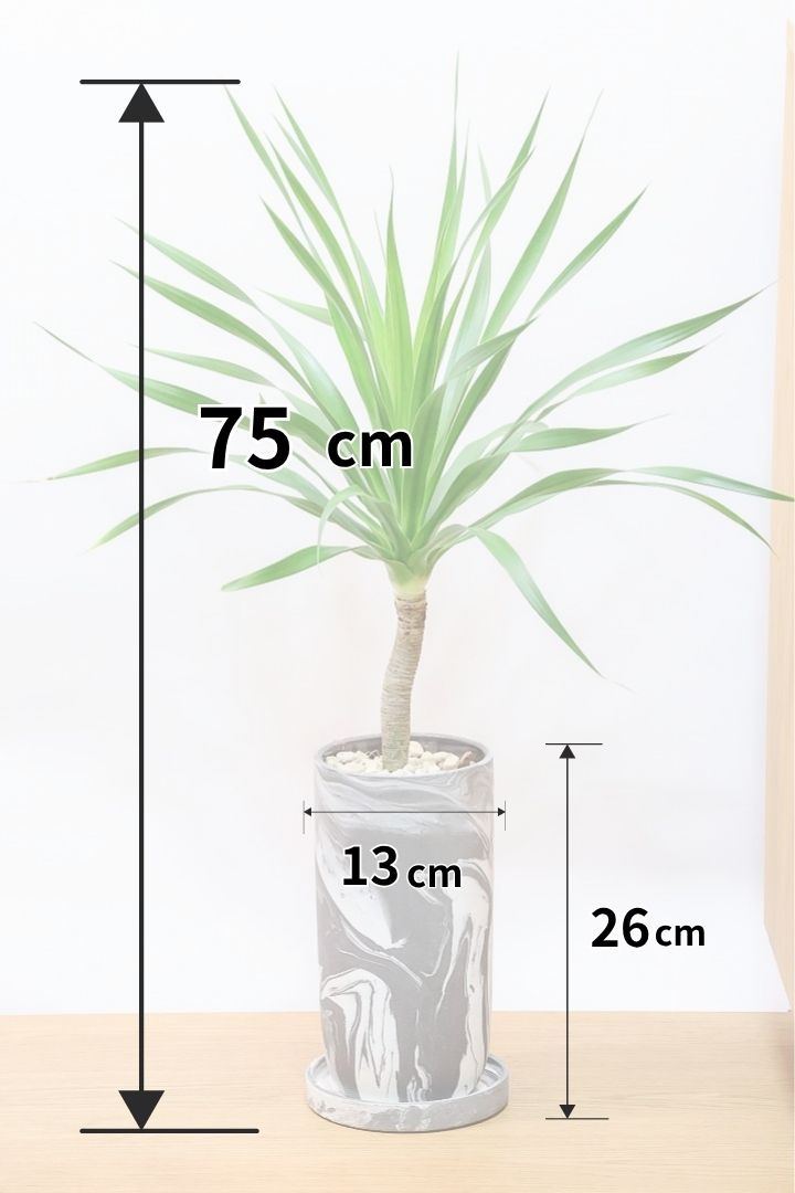 【カンボジアーナ】全体のバランスがとってもいい!シンプルな樹形とPOTのデザインがとてもイイ感じにマッチしております!