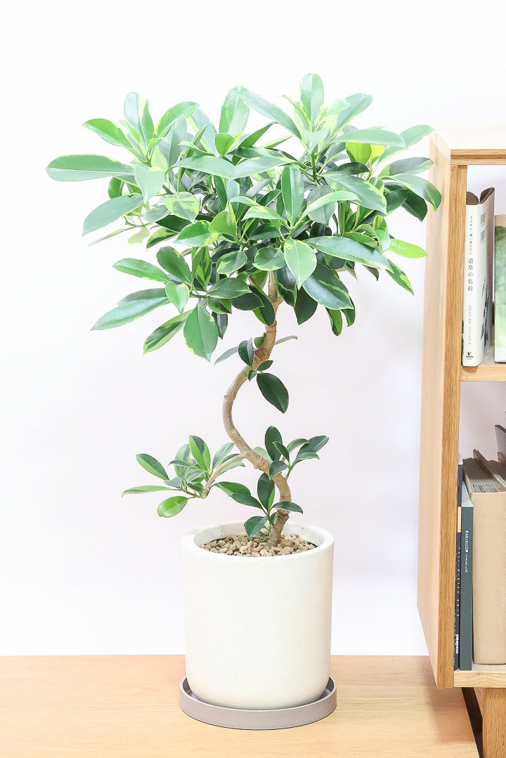 【ファグラエア バリエガタ】沖縄でじっくりと仕上げられました!この幹のカーブは素晴らしいと思います!