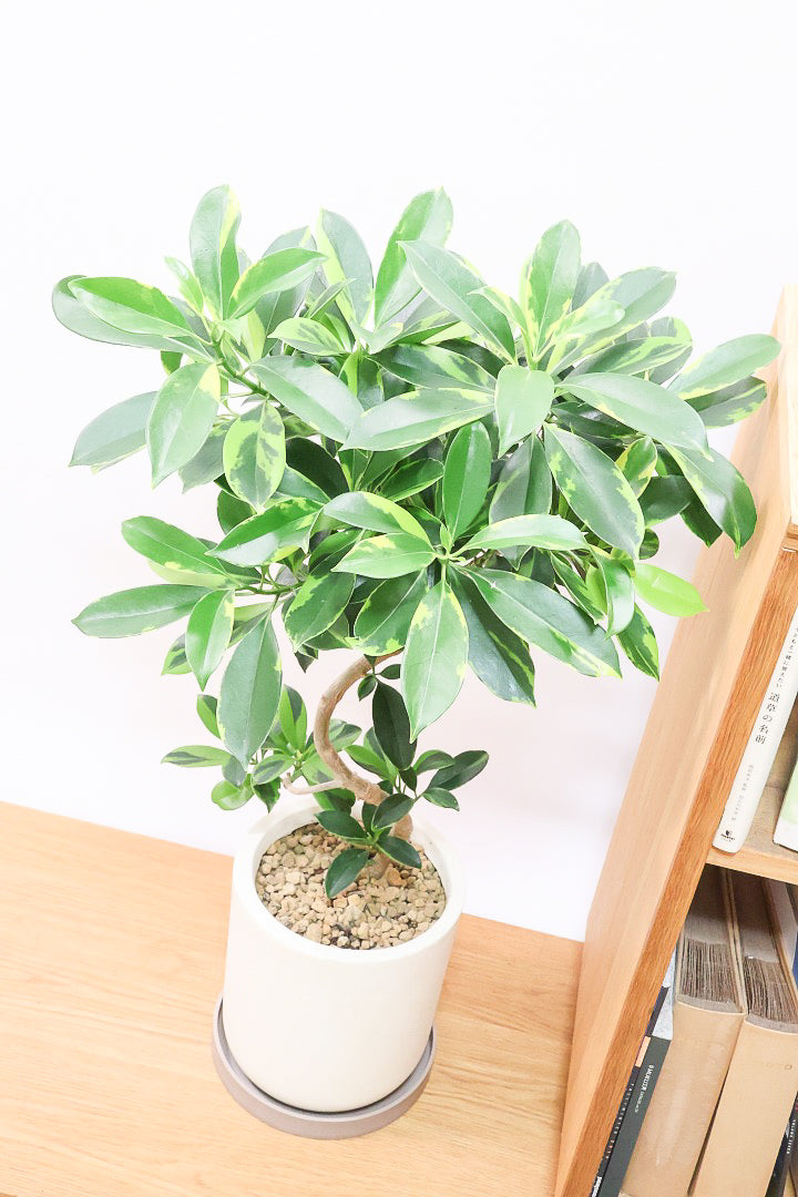 【ファグラエア バリエガタ】沖縄でじっくりと仕上げられました!この幹のカーブは素晴らしいと思います!