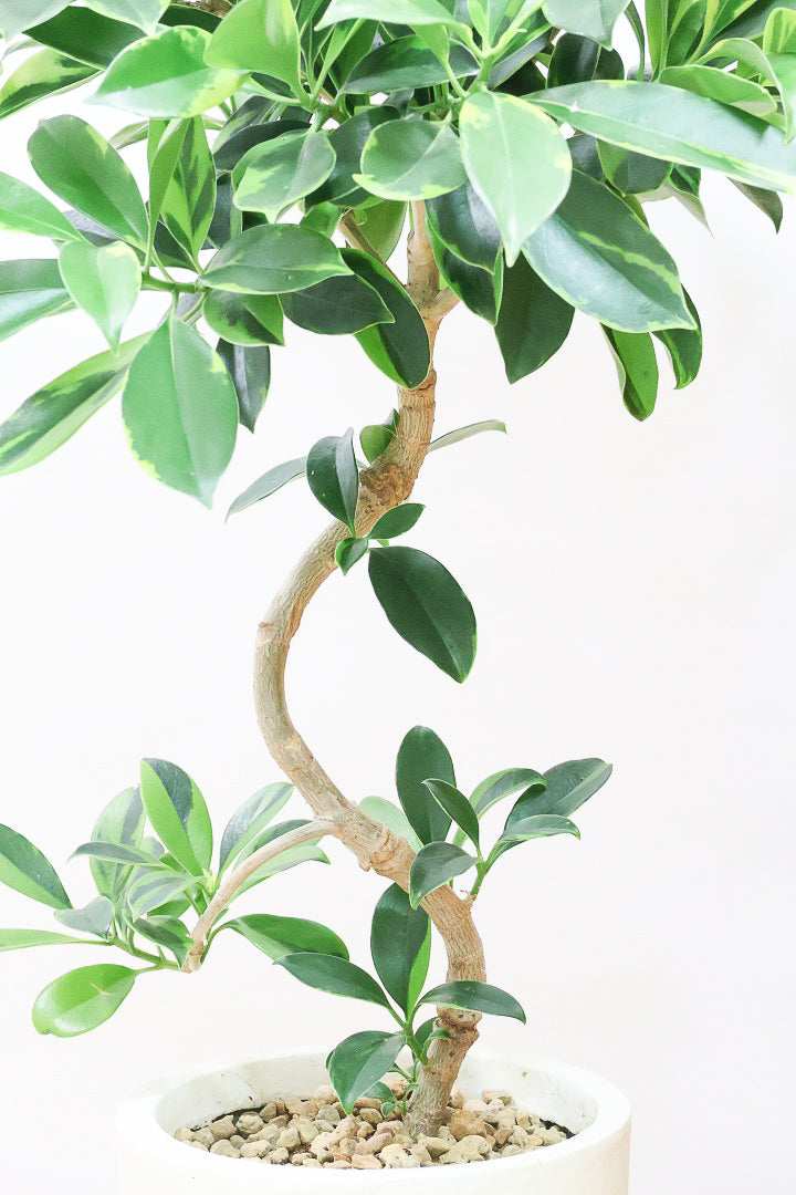 【ファグラエア バリエガタ】沖縄でじっくりと仕上げられました!この幹のカーブは素晴らしいと思います!