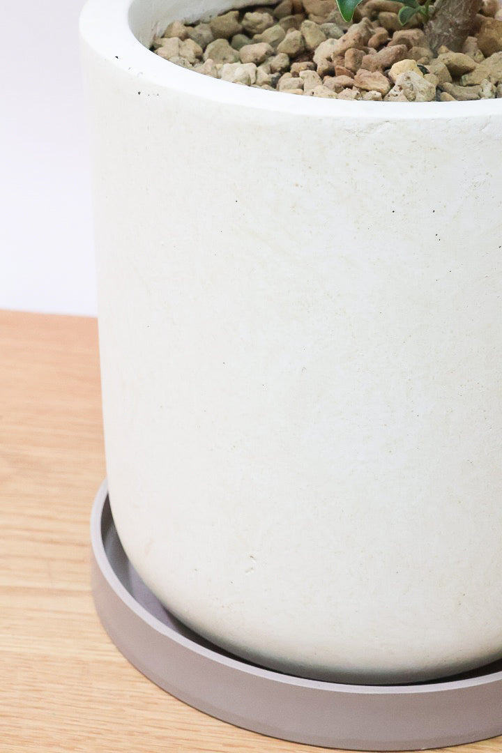 【ファグラエア バリエガタ】沖縄でじっくりと仕上げられました!この幹のカーブは素晴らしいと思います!