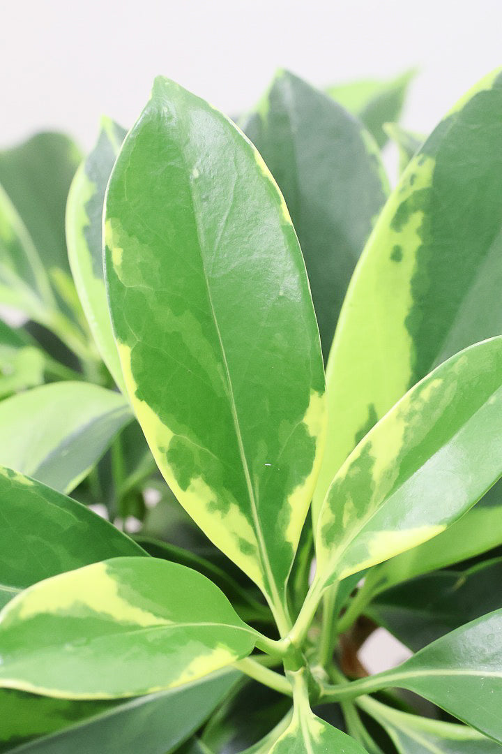 【ファグラエア バリエガタ】沖縄でじっくりと仕上げられました!この幹のカーブは素晴らしいと思います!