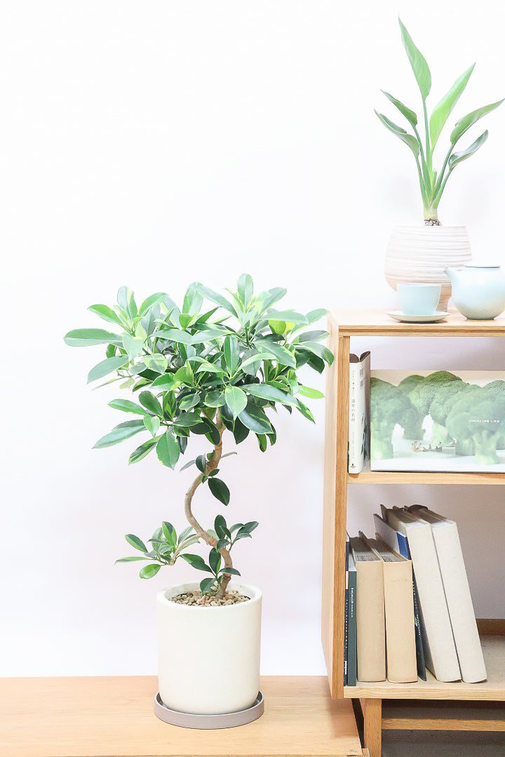 【ファグラエア バリエガタ】沖縄でじっくりと仕上げられました!この幹のカーブは素晴らしいと思います!