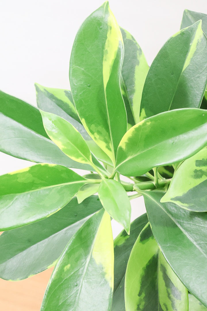 【ファグラエア バリエガタ】沖縄でじっくりと仕上げられました!この幹のカーブは素晴らしいと思います!