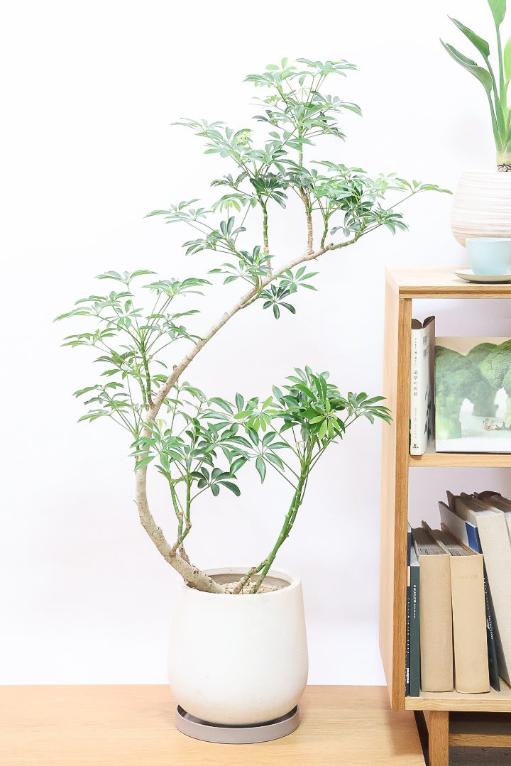 シェフレラ コンパクタIV60620| 観葉植物の通信販売 | APEGO