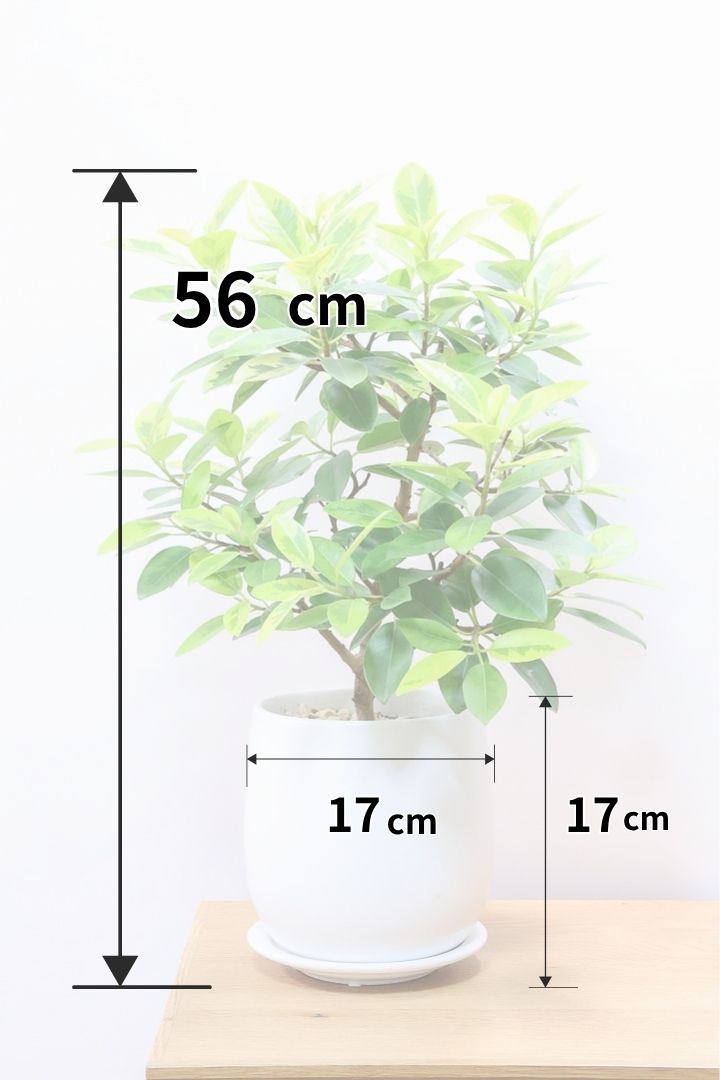 【フランスゴム ユキ】これがラストの1鉢です!極上の葉色!斑入りの中でも最高峰の美しさと評判のユキが入荷!