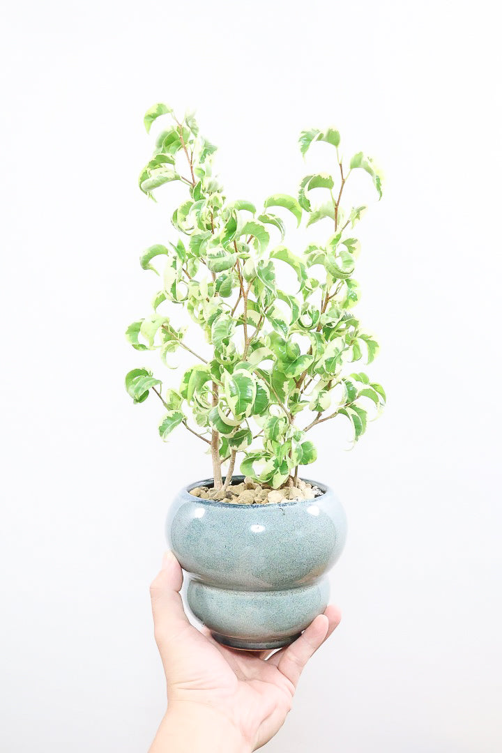 ベンジャミン　シタシオン 　8号 imgrc0096937375.jpg