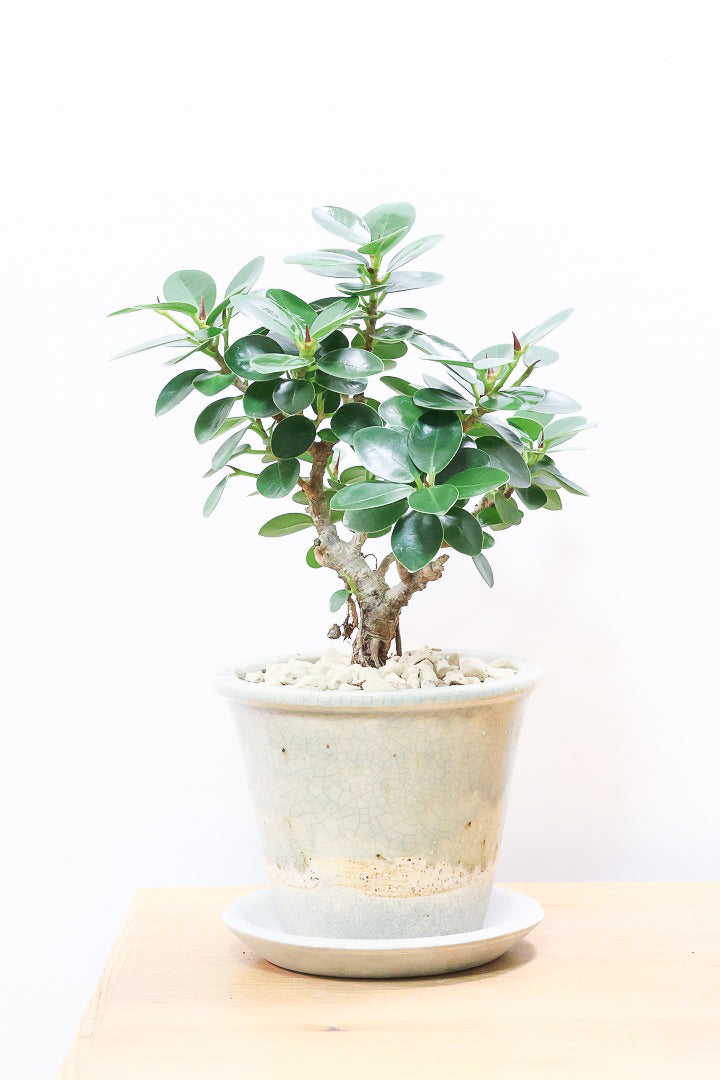 最高級樹形　パンダ　ガジュマル　9号　盆栽仕立て　陶器鉢　植え込み発送 最高級樹形 パンダ ガジュマル 9号 盆栽仕立て 陶器鉢 植え込み