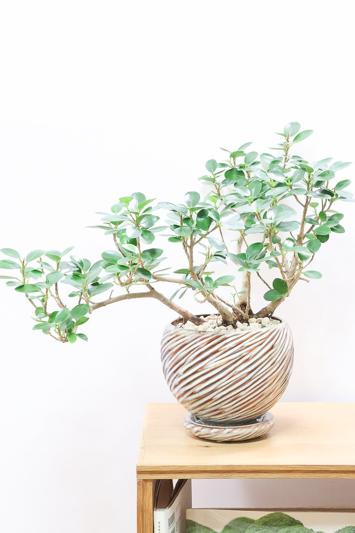 サ*イ様 【安心の発根済株/接木/鉢込】 パンダガジュマル 斑