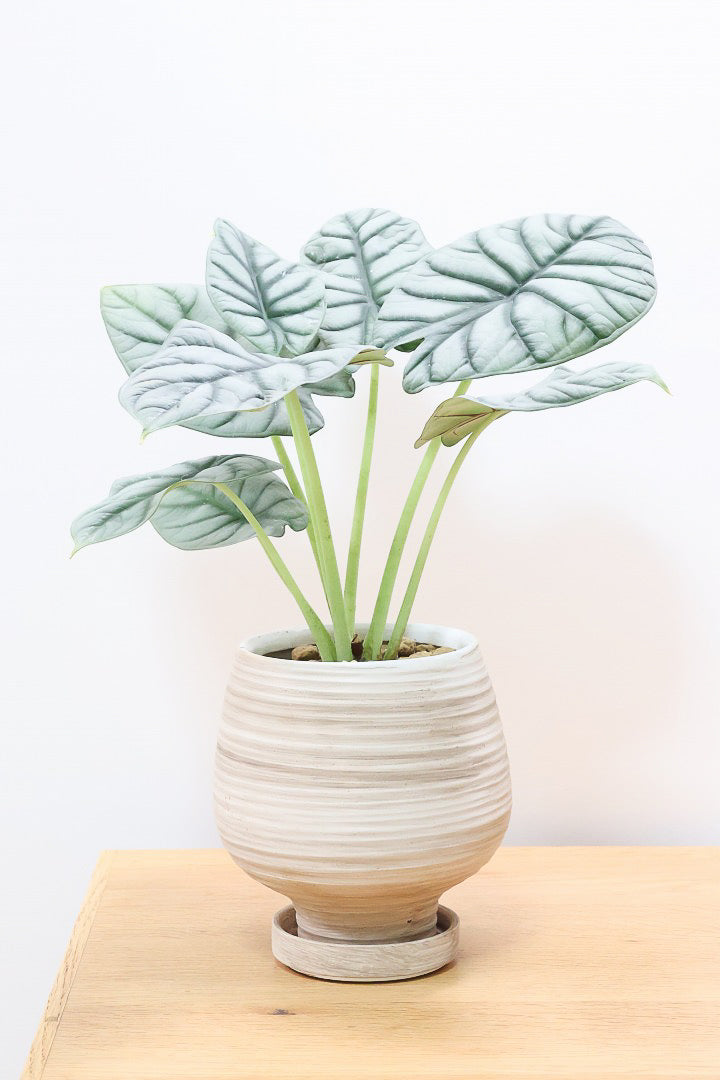 極斑 アロカシア シルバードラゴン アルボ 極斑 アロカシア シルバードラゴン アルボ アロカシア ドラゴン