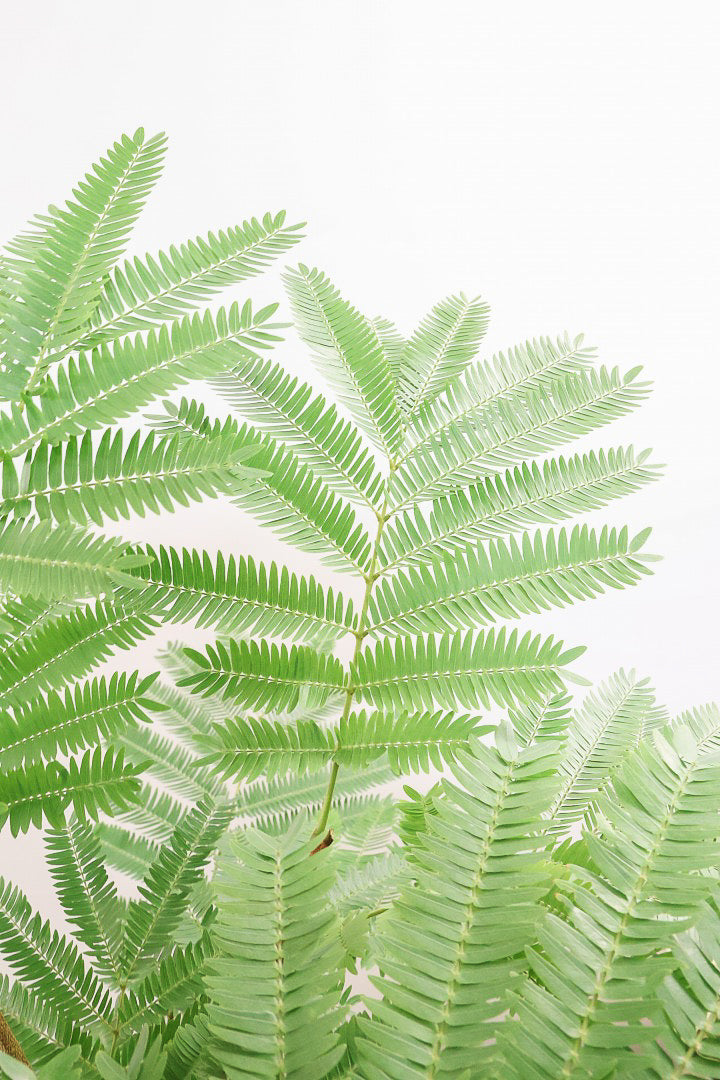【エバーフレッシュ】たくさんのご要望にお応えしてプラスチックver!このボリュームでこの価格はお買い得!