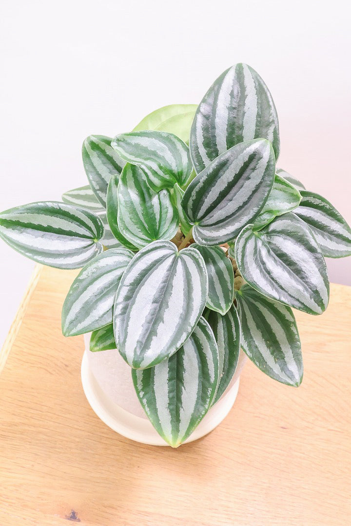 【ペペロミア  ベルシャフェルティ】APEGO初入荷!シルバーの色味がとても強い美しい品種です!