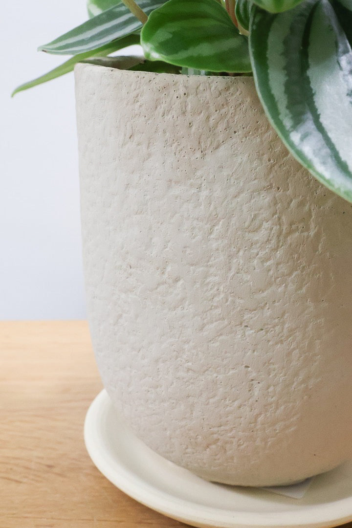 【ペペロミア  ベルシャフェルティ】APEGO初入荷!シルバーの色味がとても強い美しい品種です!