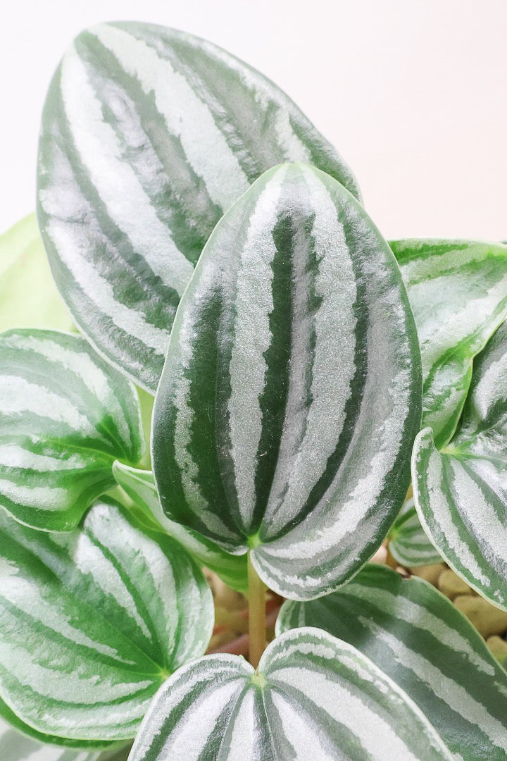 【ペペロミア  ベルシャフェルティ】APEGO初入荷!シルバーの色味がとても強い美しい品種です!