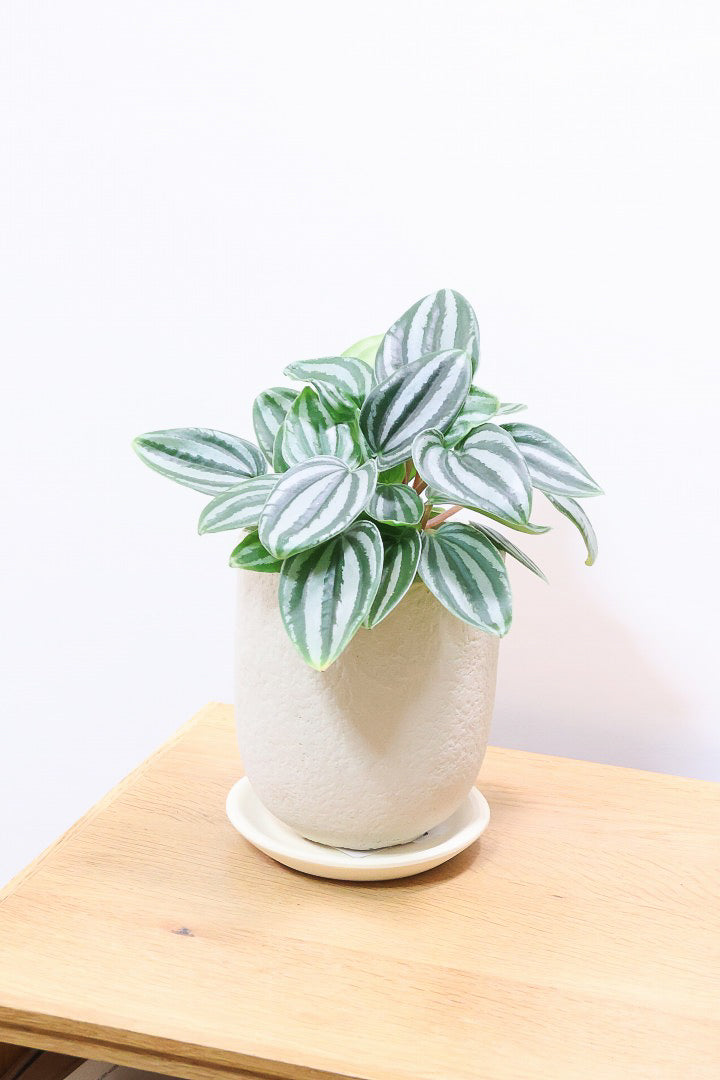 【ペペロミア  ベルシャフェルティ】APEGO初入荷!シルバーの色味がとても強い美しい品種です!