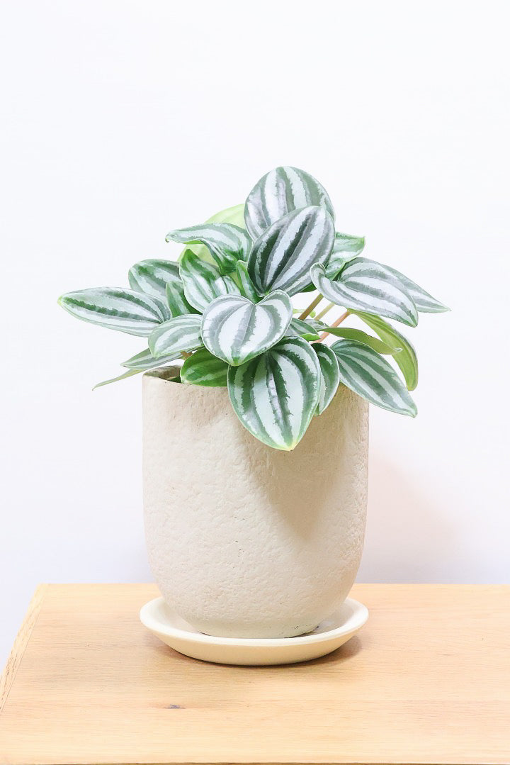 【ペペロミア  ベルシャフェルティ】APEGO初入荷!シルバーの色味がとても強い美しい品種です!