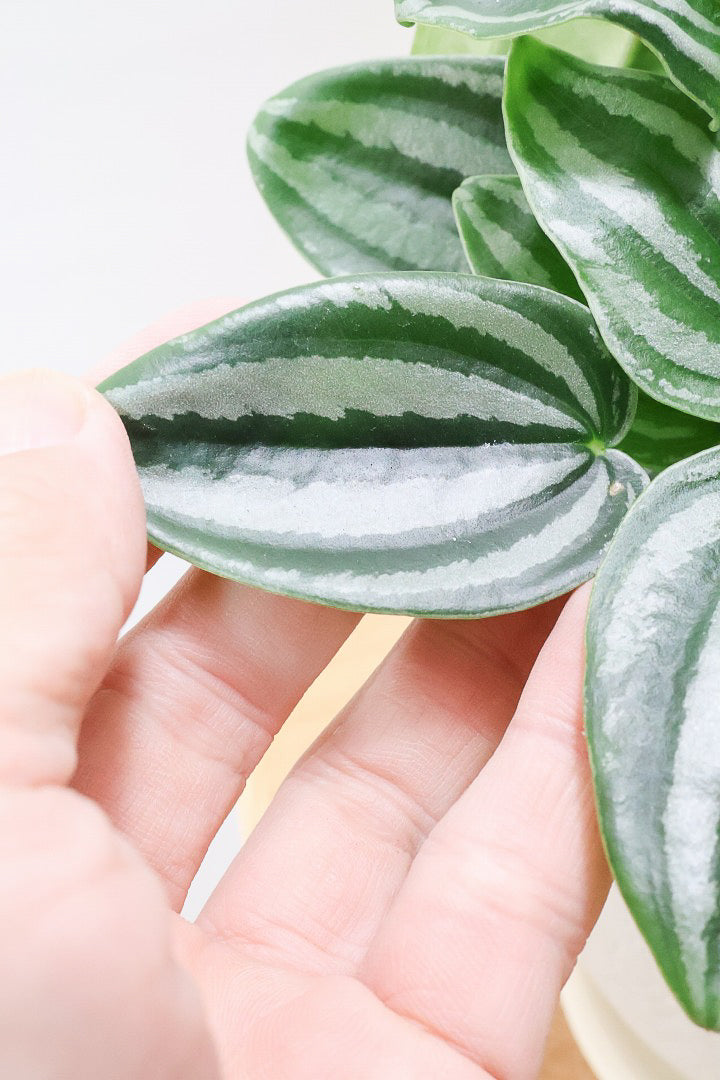 【ペペロミア  ベルシャフェルティ】APEGO初入荷!シルバーの色味がとても強い美しい品種です!