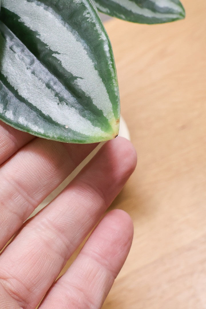 【ペペロミア  ベルシャフェルティ】APEGO初入荷!シルバーの色味がとても強い美しい品種です!