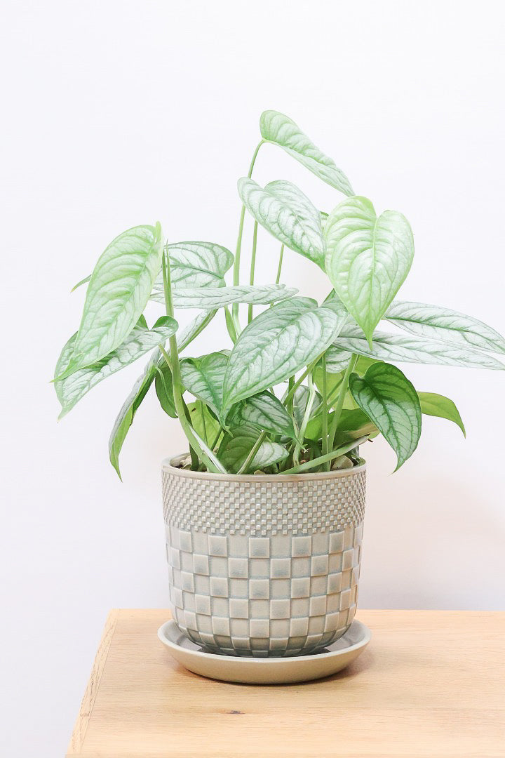 モンステラ シルテペカナYGL60654| 観葉植物の通信販売 | APEGO(アペーゴ)