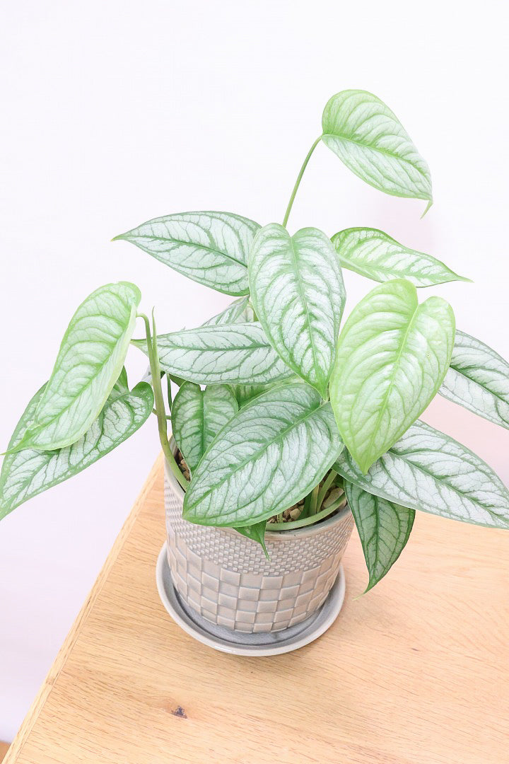 【モンステラ シルテペカナ】POTも同系色で合わせてみました!シルバー系の葉が素敵な希少種です。