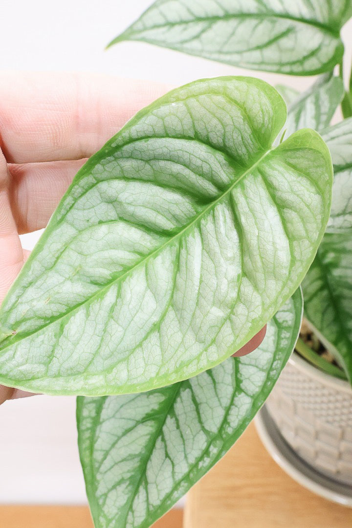 【モンステラ シルテペカナ】POTも同系色で合わせてみました!シルバー系の葉が素敵な希少種です。