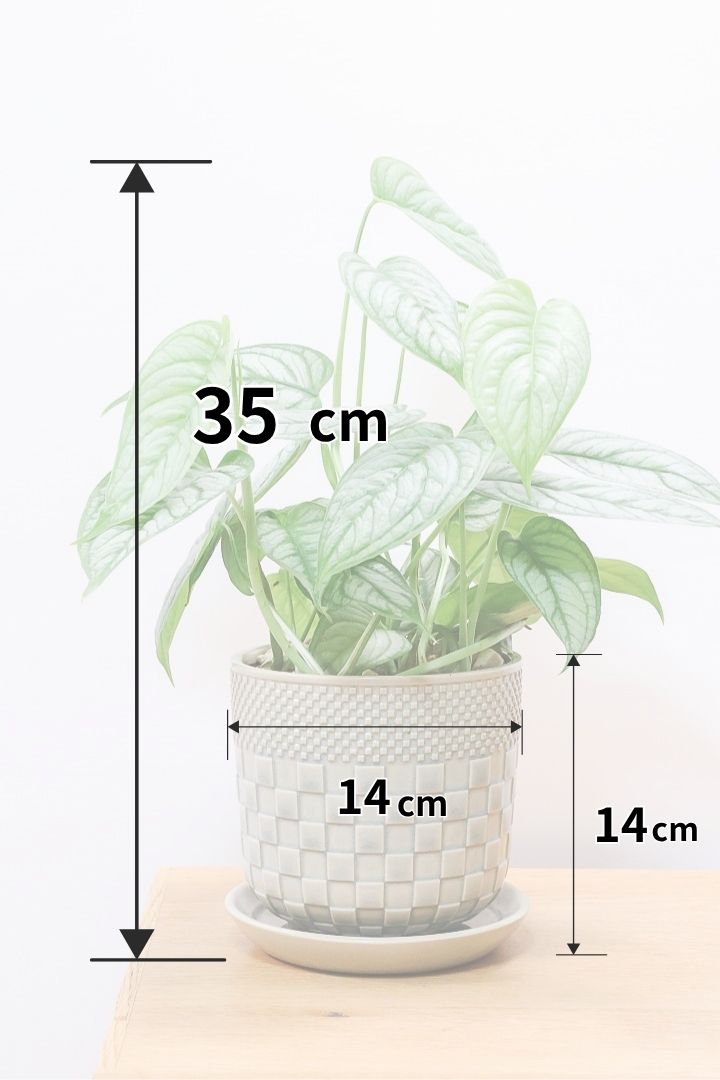 【モンステラ シルテペカナ】POTも同系色で合わせてみました!シルバー系の葉が素敵な希少種です。