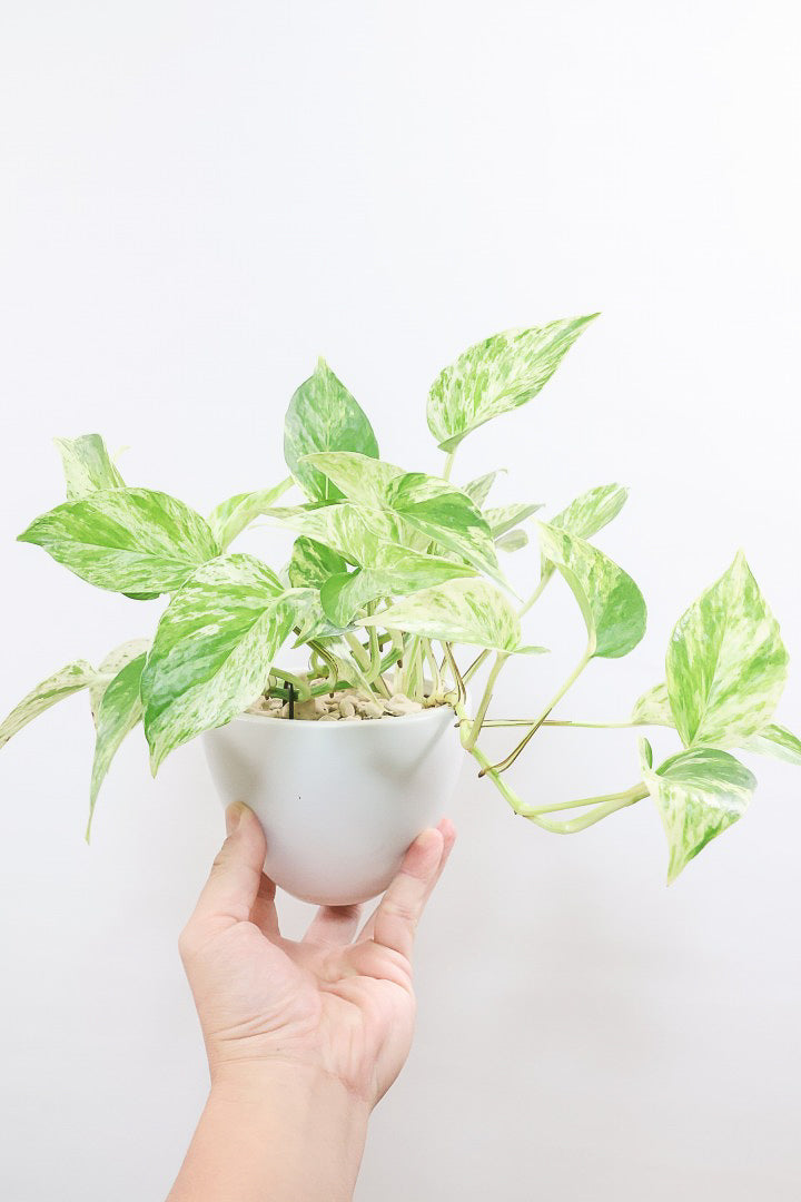 【ポトス マーブルクイーン】古くから愛されている人気種。葉模様の美しさに人気なのが納得です!