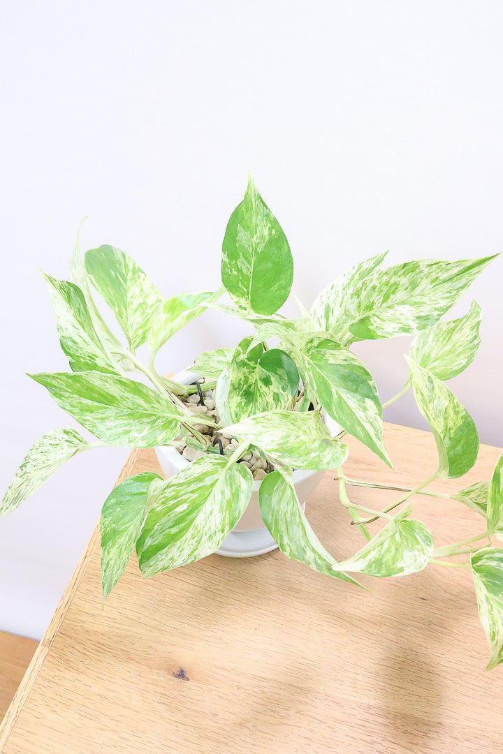 【ポトス マーブルクイーン】古くから愛されている人気種。葉模様の美しさに人気なのが納得です!