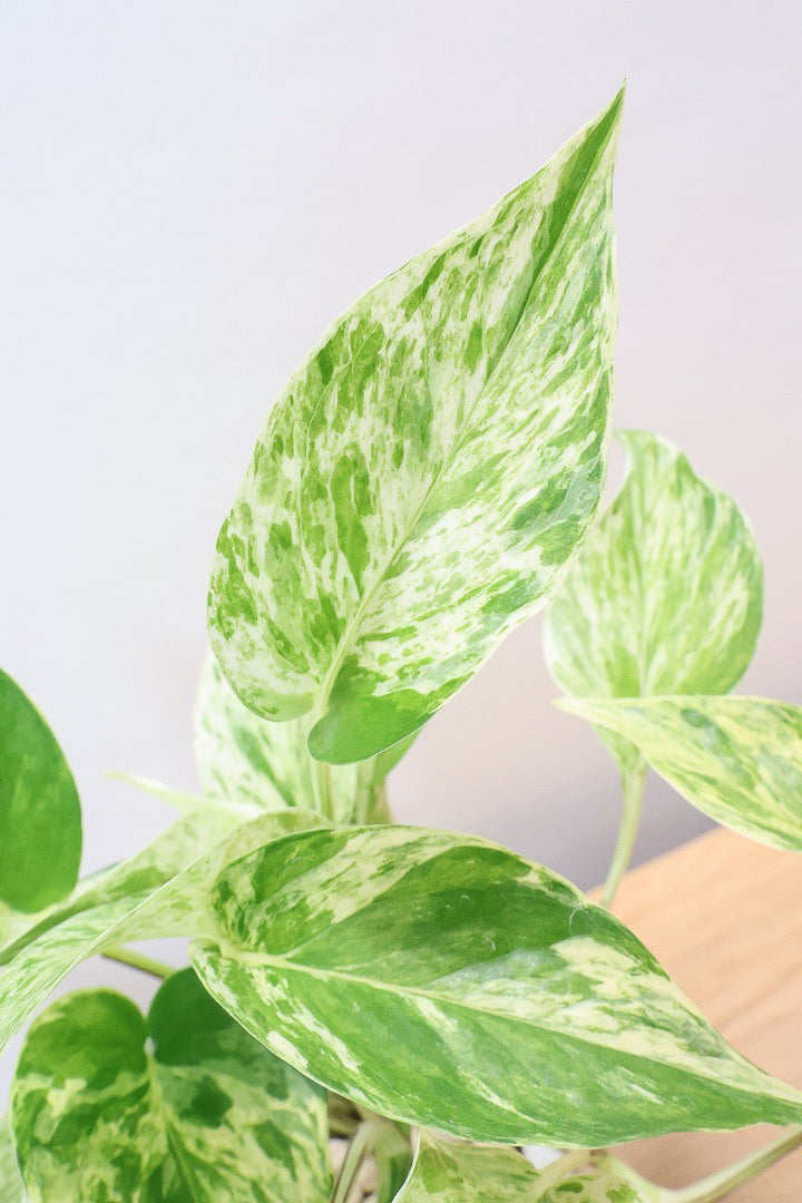 【ポトス マーブルクイーン】古くから愛されている人気種。葉模様の美しさに人気なのが納得です!