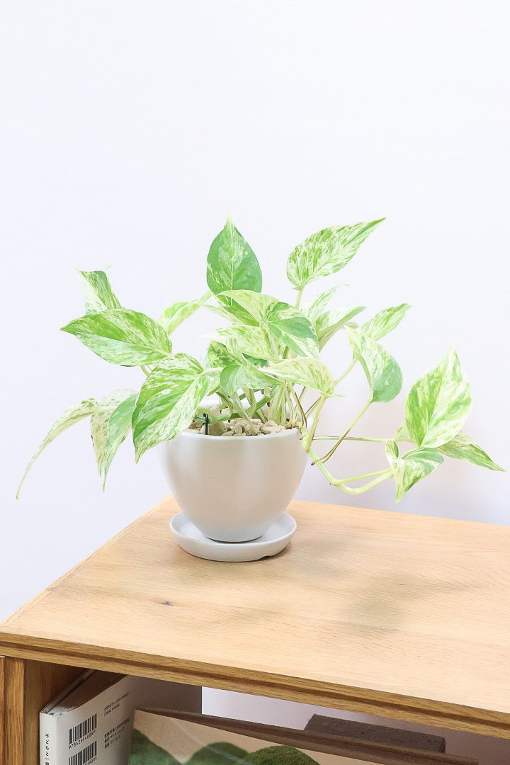 【ポトス マーブルクイーン】古くから愛されている人気種。葉模様の美しさに人気なのが納得です!